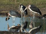 Africa 028 : Africa, Animal, Bird, Botswana, Marabou Stork, Mombo, Okavango